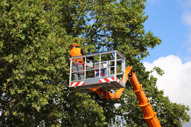 Reliable Val Verde, CA  Tree Services Solutions